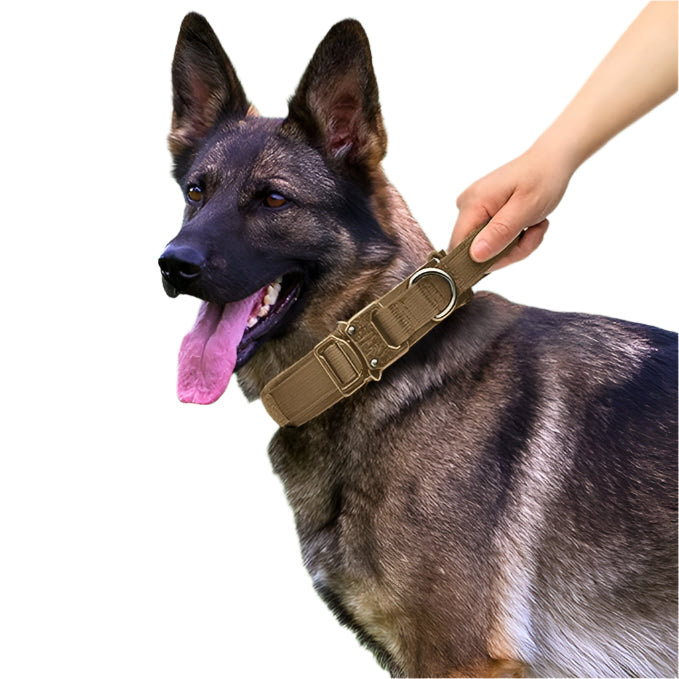 Dingo Duty Dog Collar