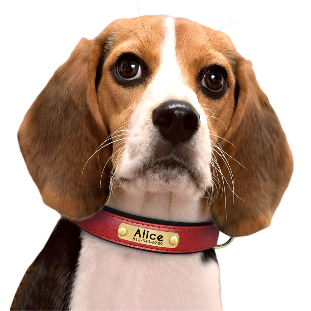 Fetch & Find Leather Collar
