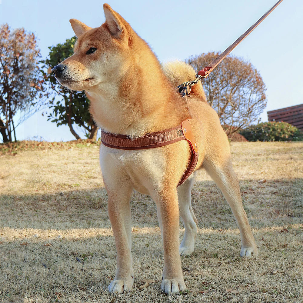 Harbour Trail Harness