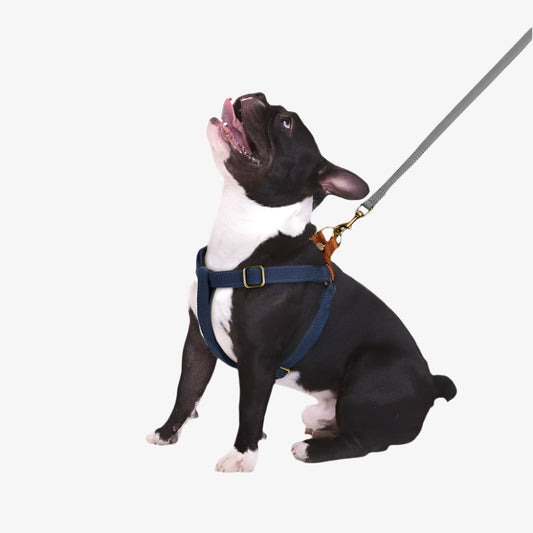 Snout & About Custom Harness