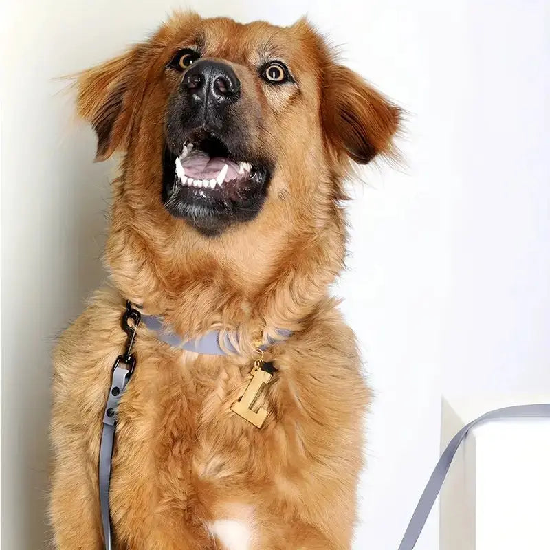 The Tidewalk Leash