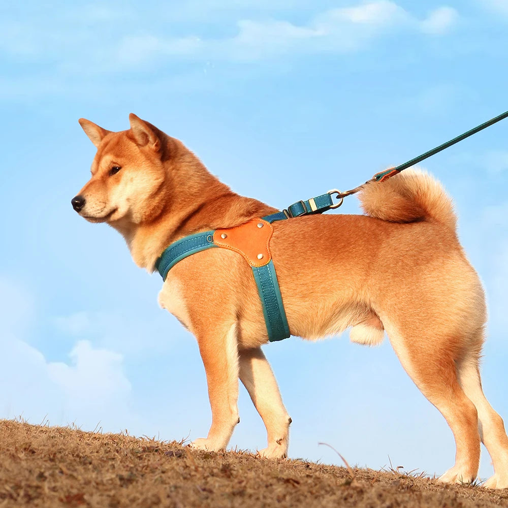 Harbour Trail Harness