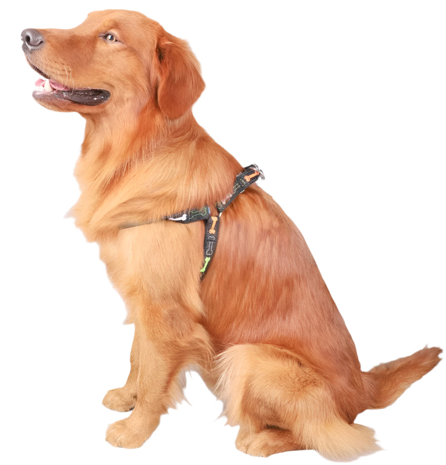 Functional Fashion: The Dual Role of Modern Dog Accessories
