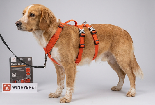 No-Pull Dog Harness Australia: Fit & Buying Guide