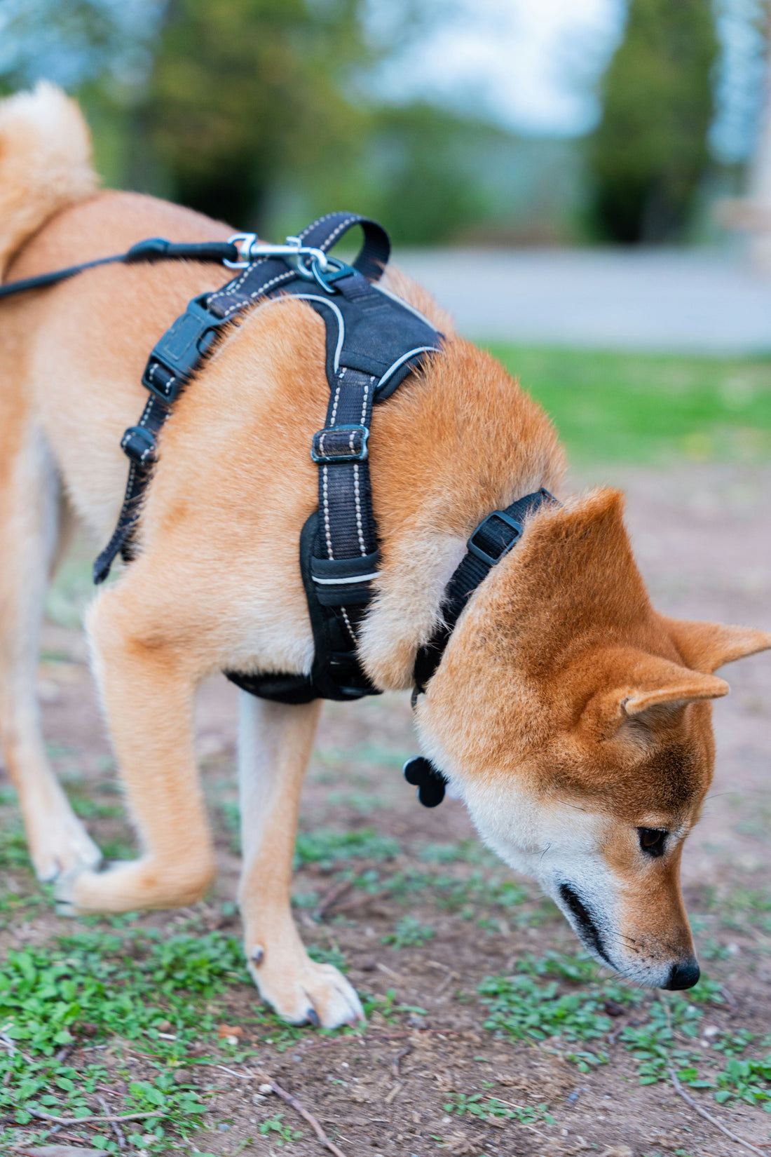 The Importance of Comfort: Choosing the Right Materials for Dog Accessories