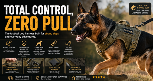 Why your dog needs a harness, not just a collar ?